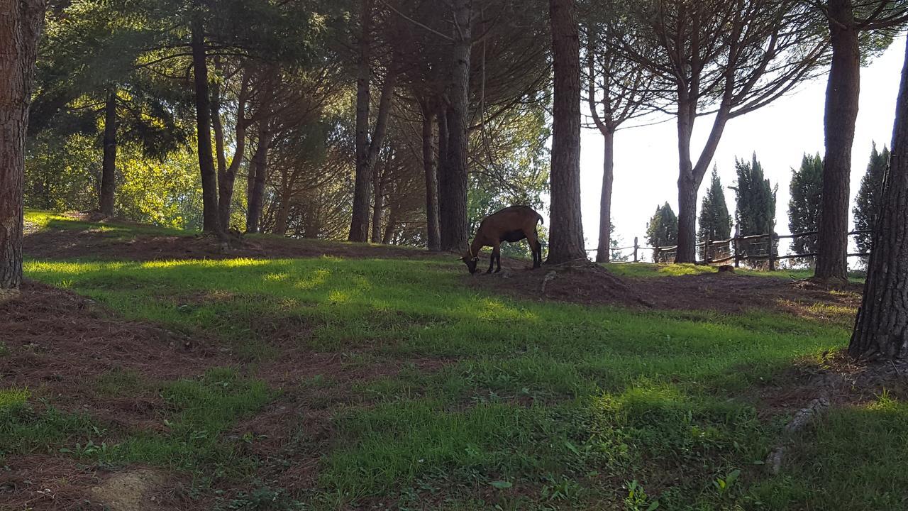B&B Podere Montese Villafranca in Lunigiana Luaran gambar